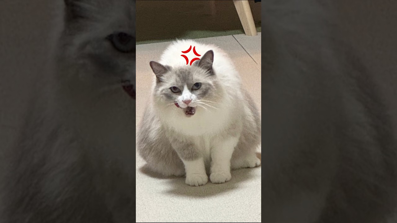 ヤンキーベルちゃん🐈 #funny #pets #cat #猫 #ベル #ラグドール #コロ #ラガマフィン #shorts #多頭飼い