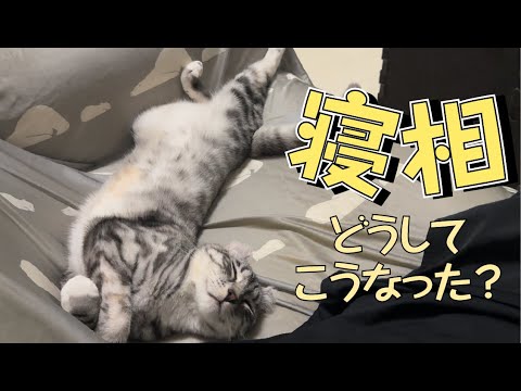 寝相がバグってる猫をただ眺める癒し動画【うちの猫の日常】