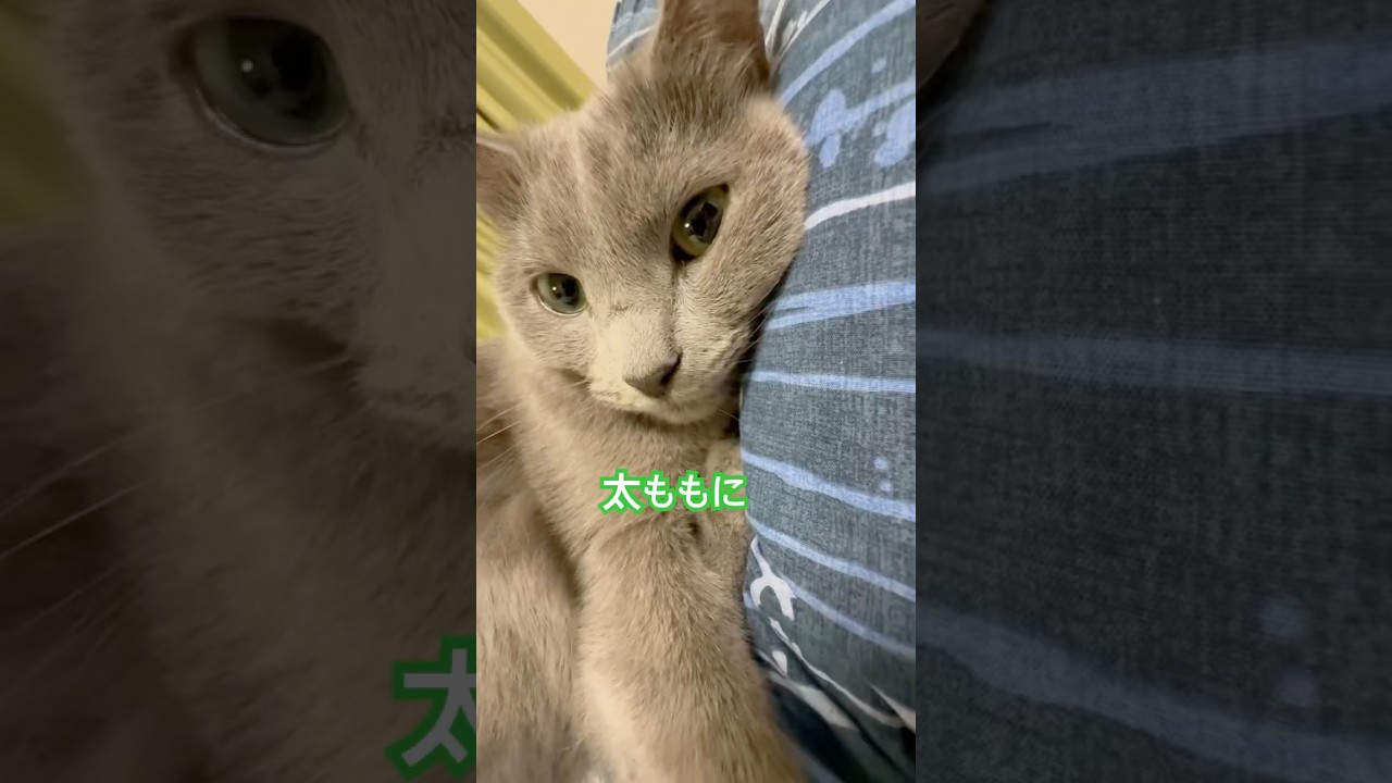 太もも に愛❤️ #猫 #ロシアンブルー #shorts