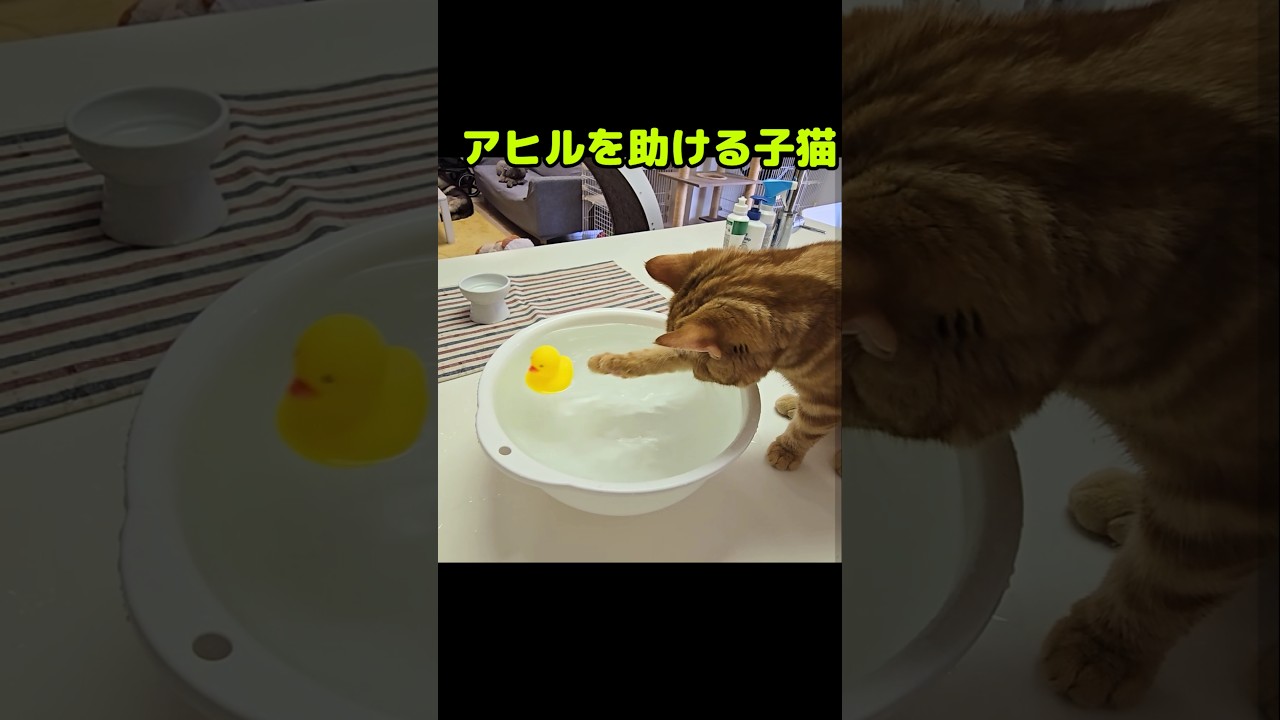 アヒルを助ける子猫がかわいい...笑#shorts