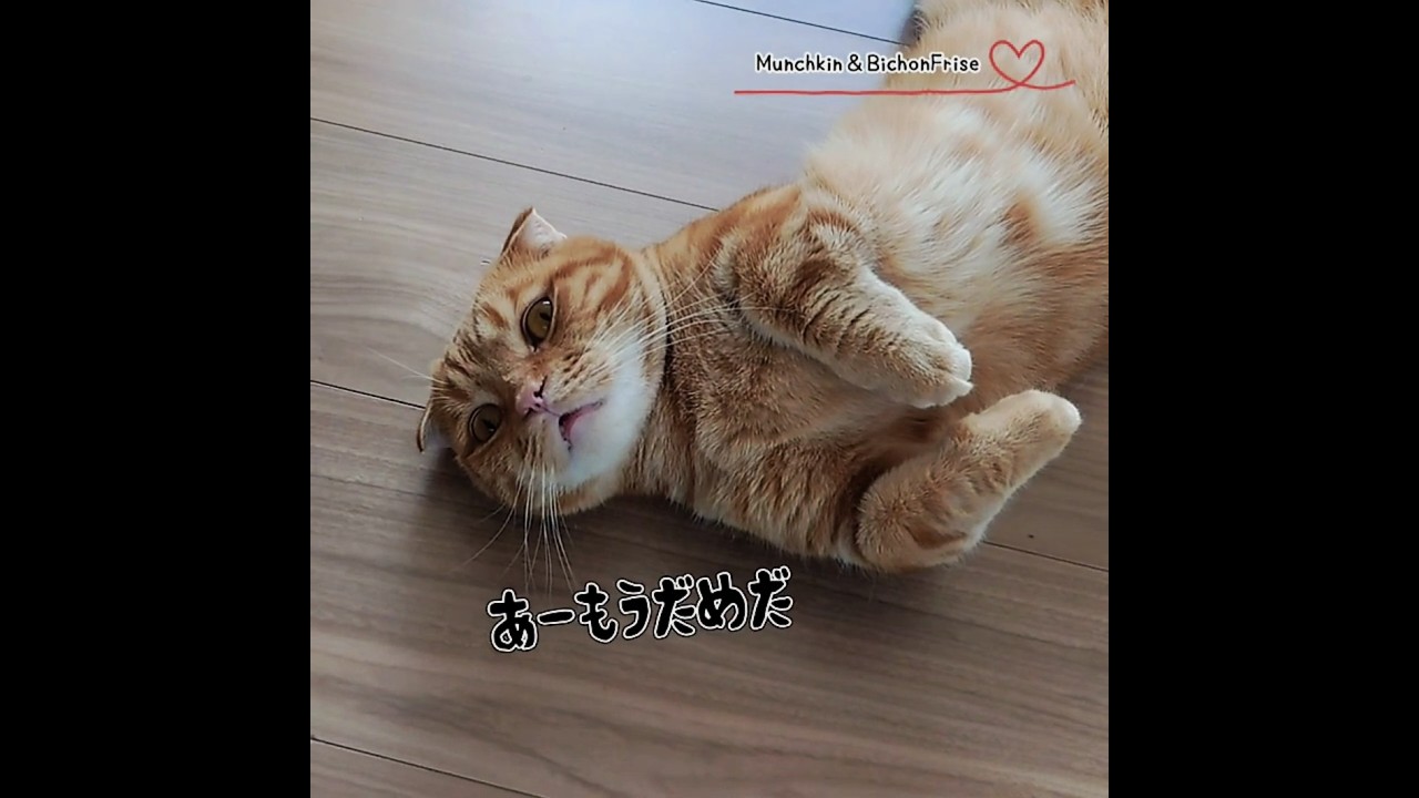 【マンチカン】眠たすぎてもうろうとする短足猫 【犬と猫、両方飼ってると毎日かわいい♥】