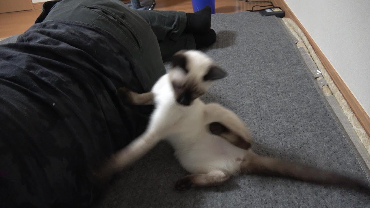 爆睡中の飼い主を起こそうとするお転婆過ぎるシャム子猫😹🐾♬(笑)