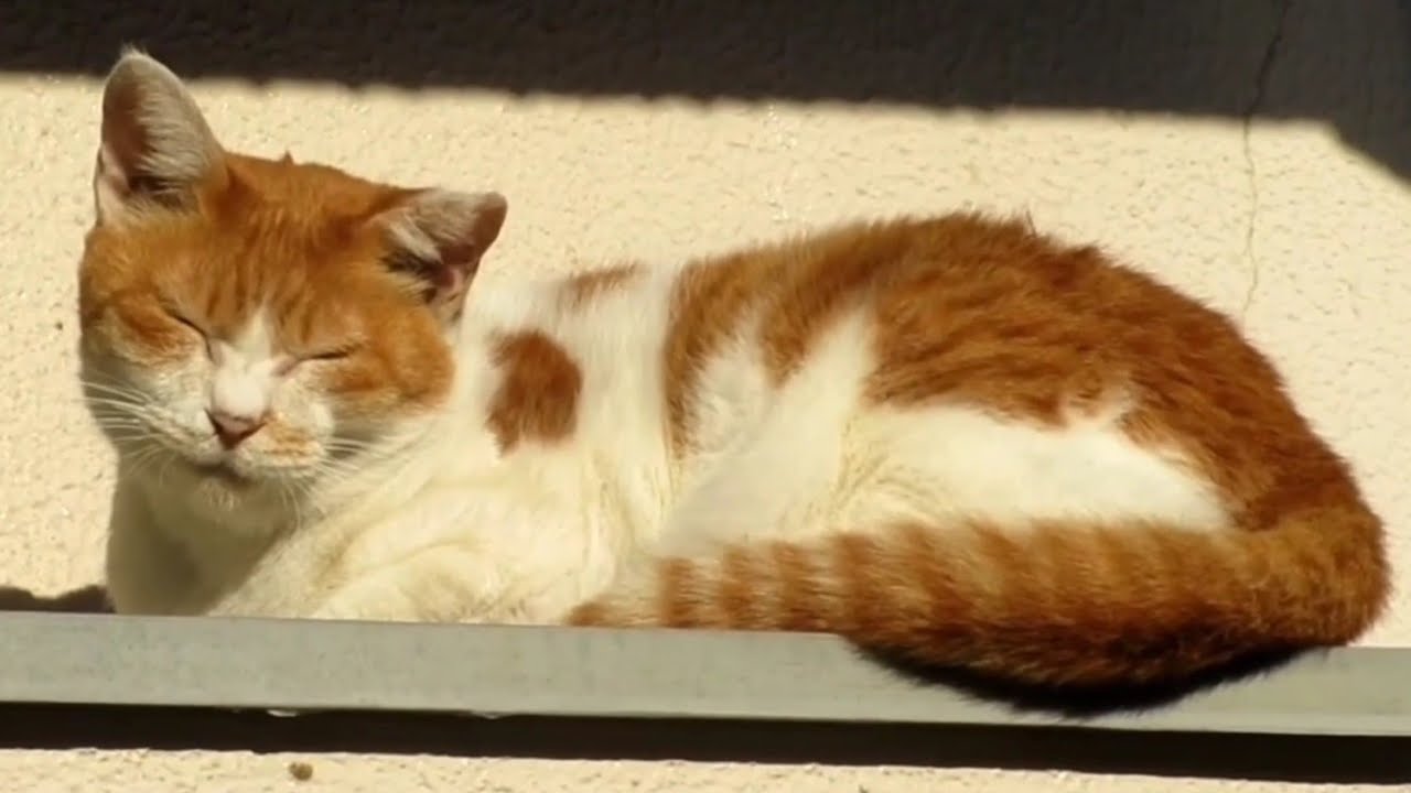 [野良猫]気持ち良さそうに狭い屋根の上で眠る茶白猫が可愛すぎる！[straycat]The cat sleeping on the narrow roof is cute!