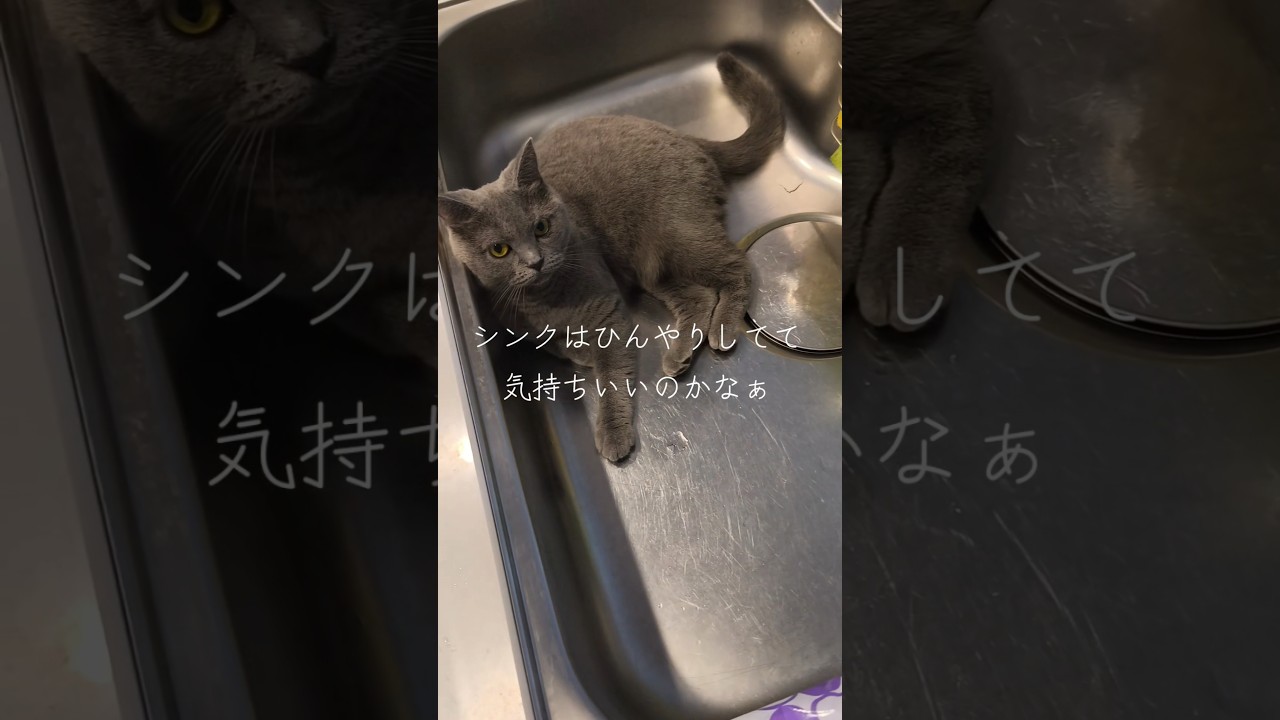 キッチンシンクを占領する猫