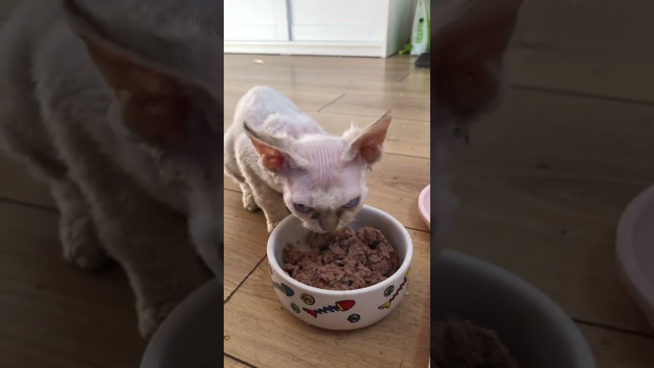 I love Devon Rex children #cat #kitten #cute #devon #devonrex #catbaby  #kupićkociaka #buykitten