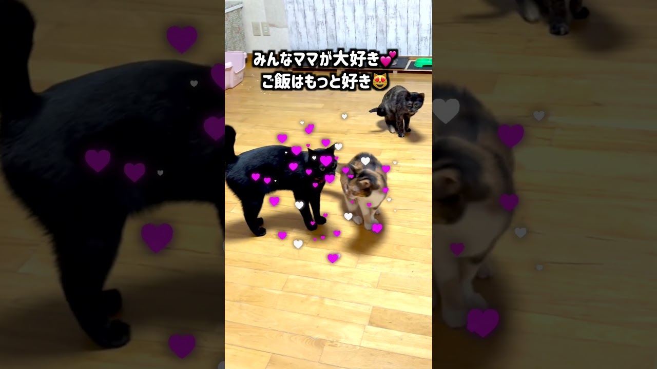 ご飯待ち猫4匹のママをお出迎えが可愛い #shorts  #猫のいる暮らし