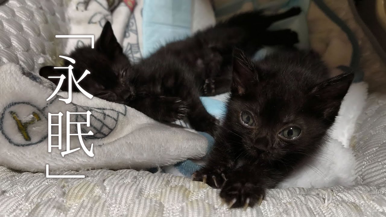 【保護猫 子猫】生後67日で天国に旅立た生育不良の黒猫の預かり16日間の記録。回虫・痙攣・神経障害・過食症