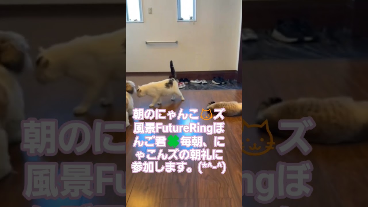 #朝礼#にゃんこ#ねこ#猫#ラグドール#シーズー#小型犬#犬#いぬ