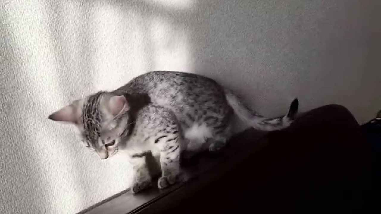 オシキャット 子猫 2015.02.04生まれ ②