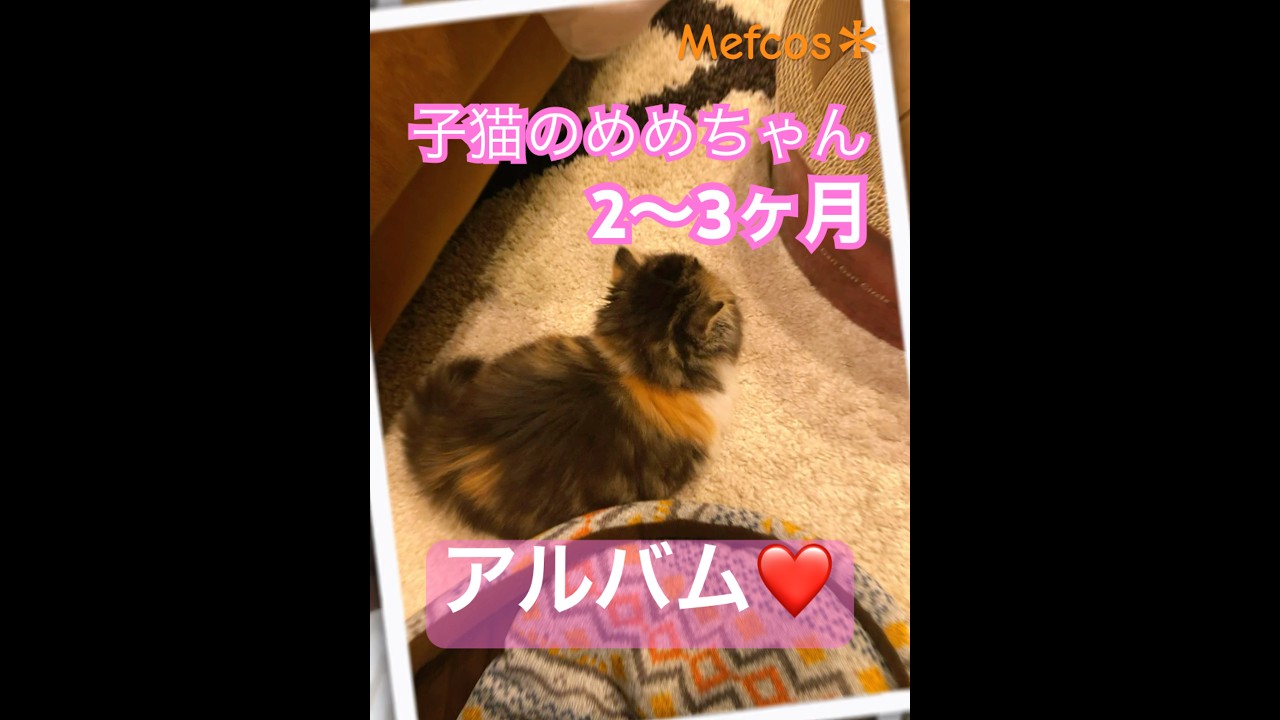 子猫のめめちゃんが可愛すぎる！2～3ヵ月総集編