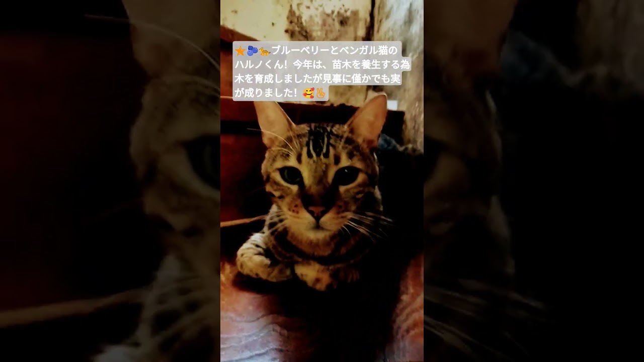 2025年8月7日🌟 #ベンガル猫#ブルーベリー#ハルノくん#cat#short
