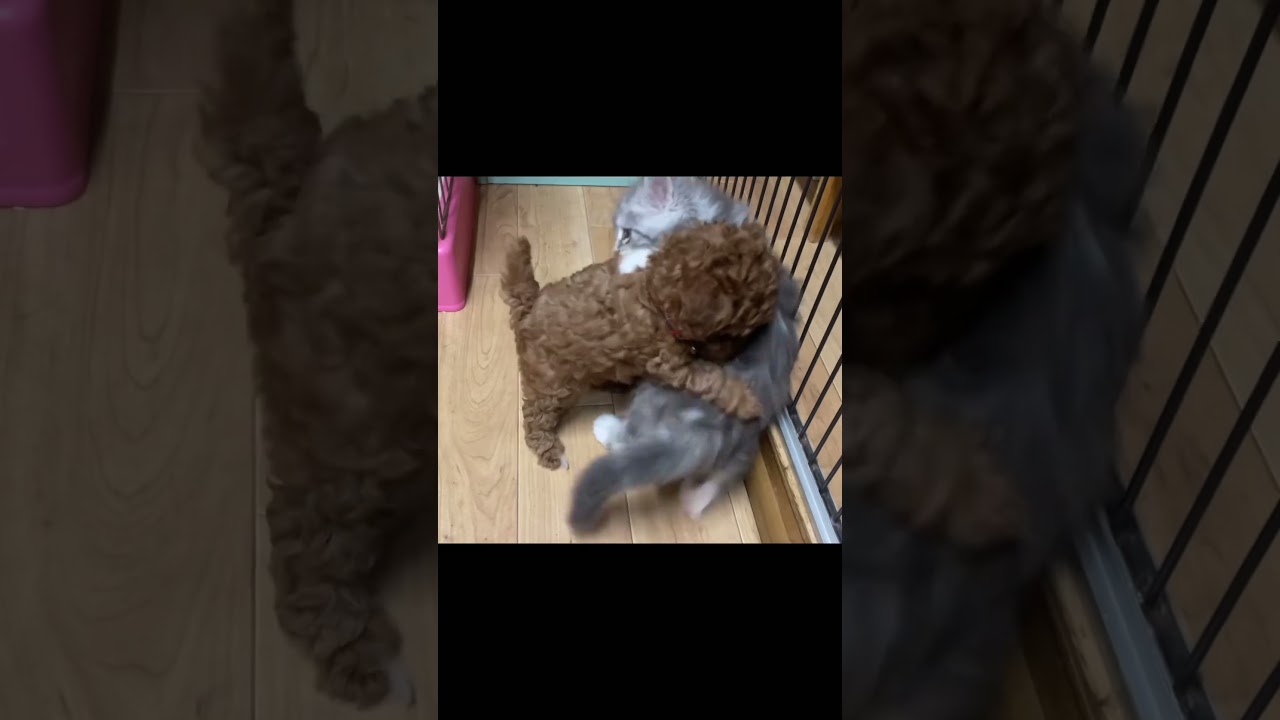 子犬vs子猫　#ノルウェージャンフォレストキャット #トイプードル #norwegianforestcat #toypoodle #子猫 #子犬