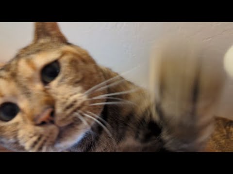 私にだけなつかない保護猫モカちゃんシャー！ウーパーンチ！のモフモフ猫じゃらしおやつタイム😸2025/08/07【保護猫なつくまで】