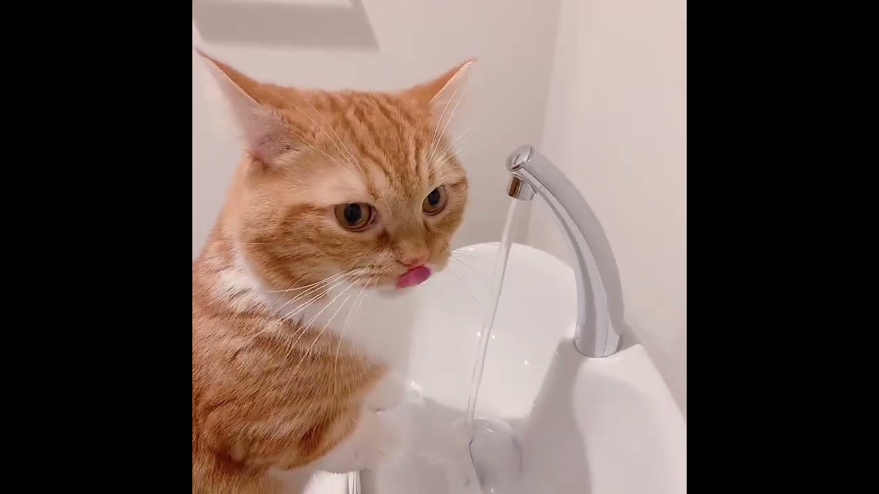 水を飲むねこ　#ねこ　#マンチカン