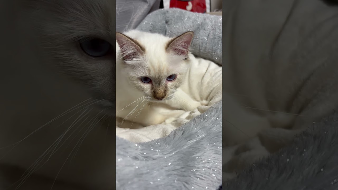 眠いとふみふみする猫#子ネコ #猫のいる暮らし #バーマン #cat #shorts #kitten #cuteanimal