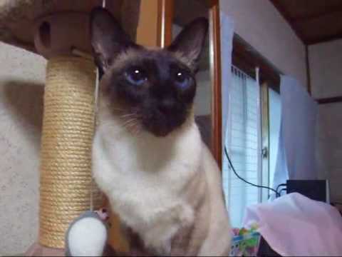 お返事するシャム猫　ランちゃん