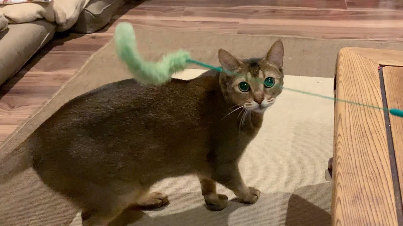 投げられたねこじゃらしを高速で取ってくる猫のキビ