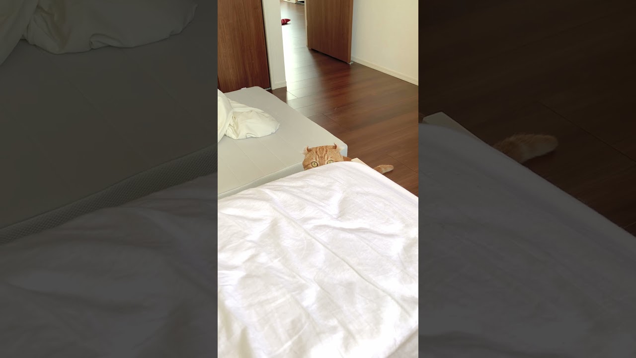 飛びかかる瞬間　#猫 #cat #アメリカンカール #shorts