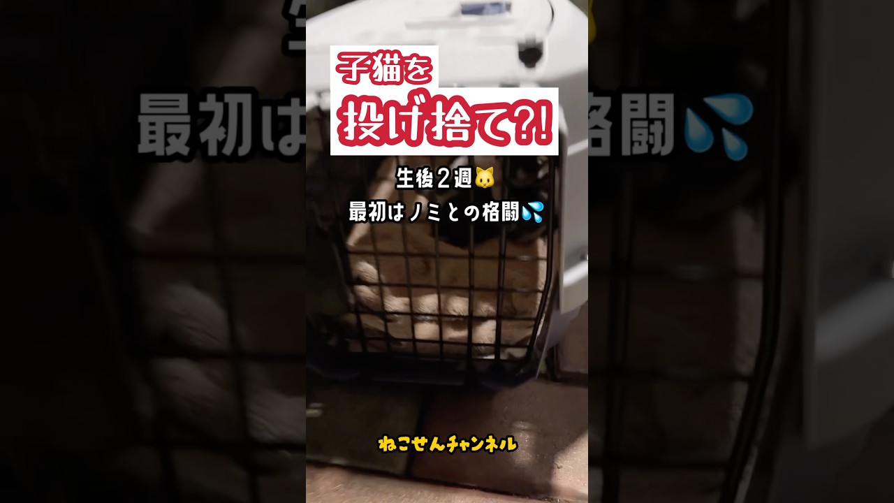【ノミまみれ💦】道路に投げ捨て‥子猫を保護しました | ねこせん