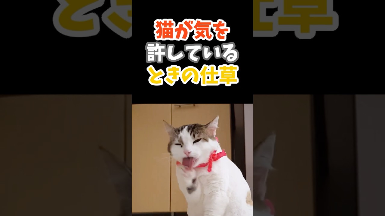 猫が気を許しているときの仕草 #もふもふ #癒し動画  #猫のいる暮らし