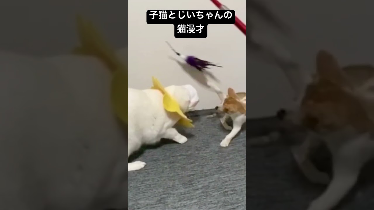 子猫とじいちゃん猫の猫漫才 #cat  #猫  #ねこ  #保護猫 #cute #猫のいる暮らし #子猫 #kitten  #shorts  #こねこ