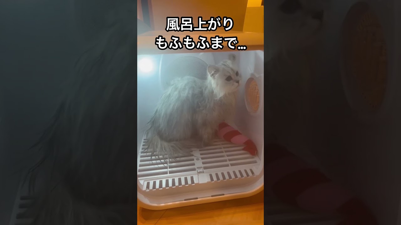 細っ！#ペルシャ#チンチラ#猫#ねこ #猫のいる暮らし #癒し #いやし#cat  #ふわふわ #野良猫 #キジトラ
