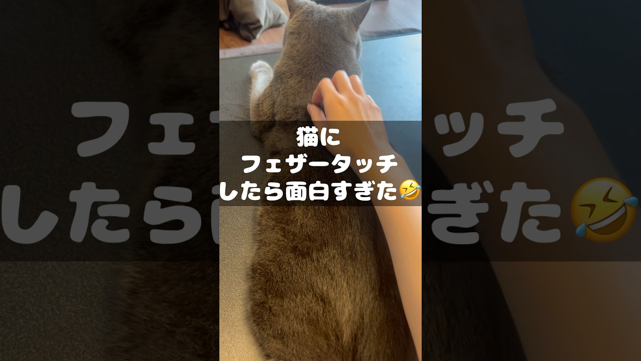猫にフェザータッチしたら、面白すぎた#shorts # #ロシアンブルー #cat #猫のいる暮らし #子ネコ