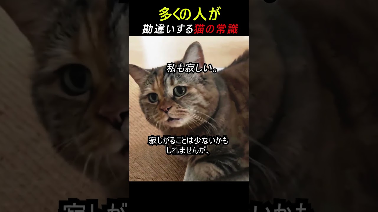 多くの人が勘違いする猫の常識