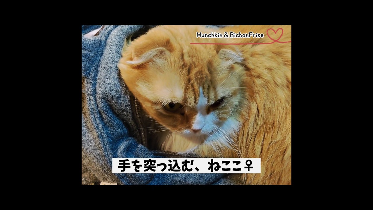 【マンチカン】とにかく頭から突っ込まないと気がすまない女王猫 【犬と猫、両方飼ってると毎日かわいい♥】