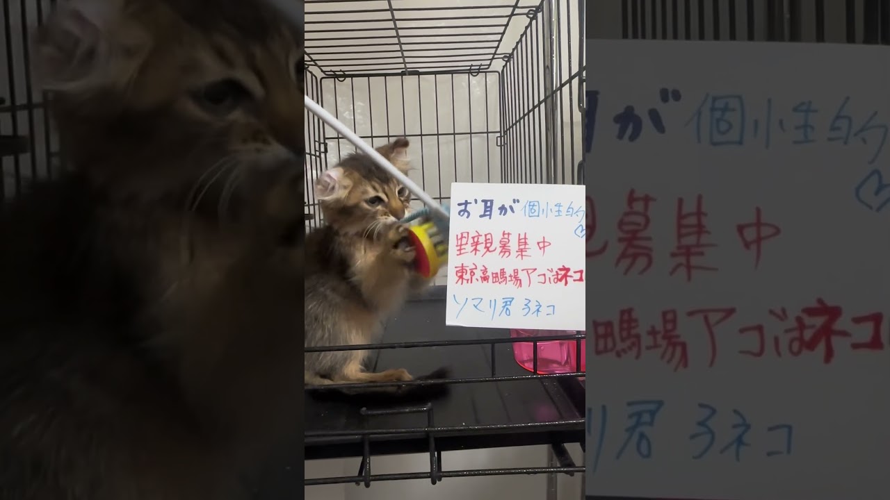 お耳⁉︎👂個性的❣️可愛い❤️💕です。#里親募集中子猫アゴはネコ #ソマリ　#こねこ