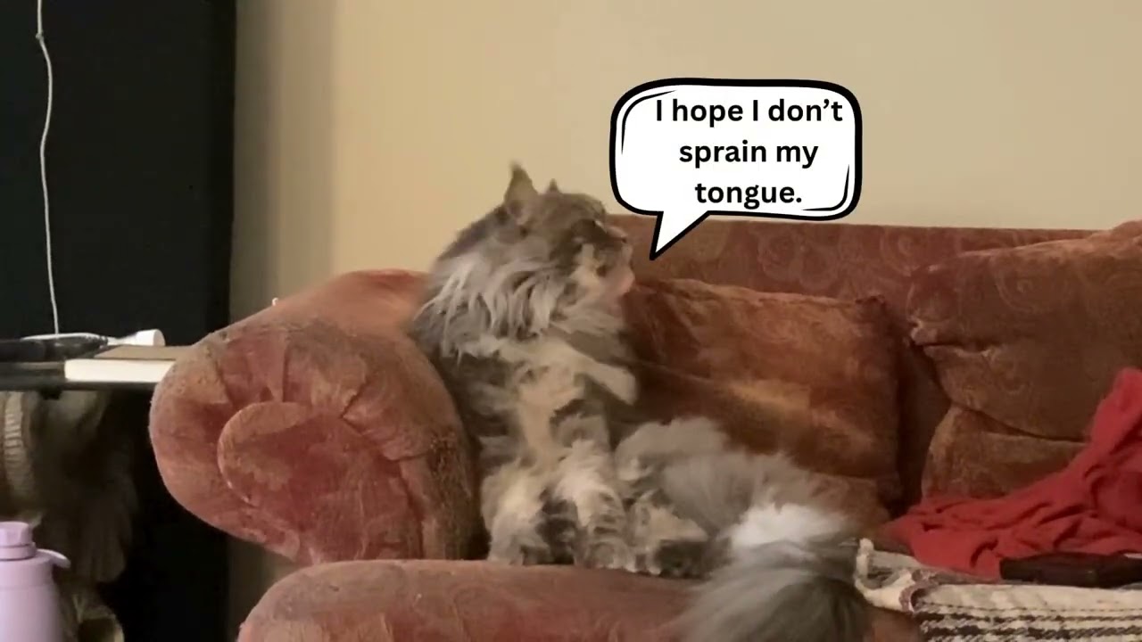 Nimbus Cat Sits Like A Human on Sofa While Grooming