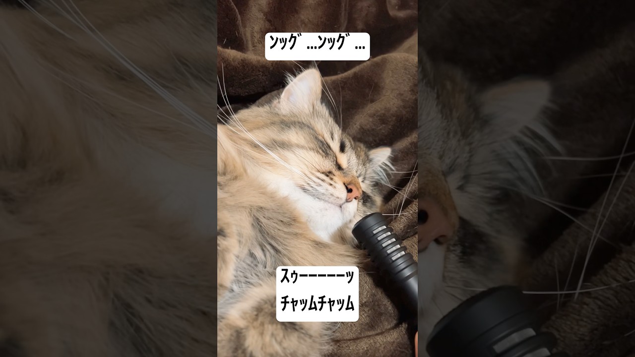 寝息+ﾁｬﾑﾁｬﾑ【幸】 #サイベリアン #cat #猫 #ヤマネコ #寝息
