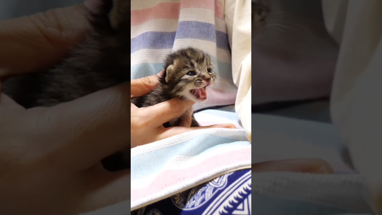 目が開いたばかりの子猫が、ミルクミルクとママを急かす？ #gatto #kitten #meow #cat #asmr