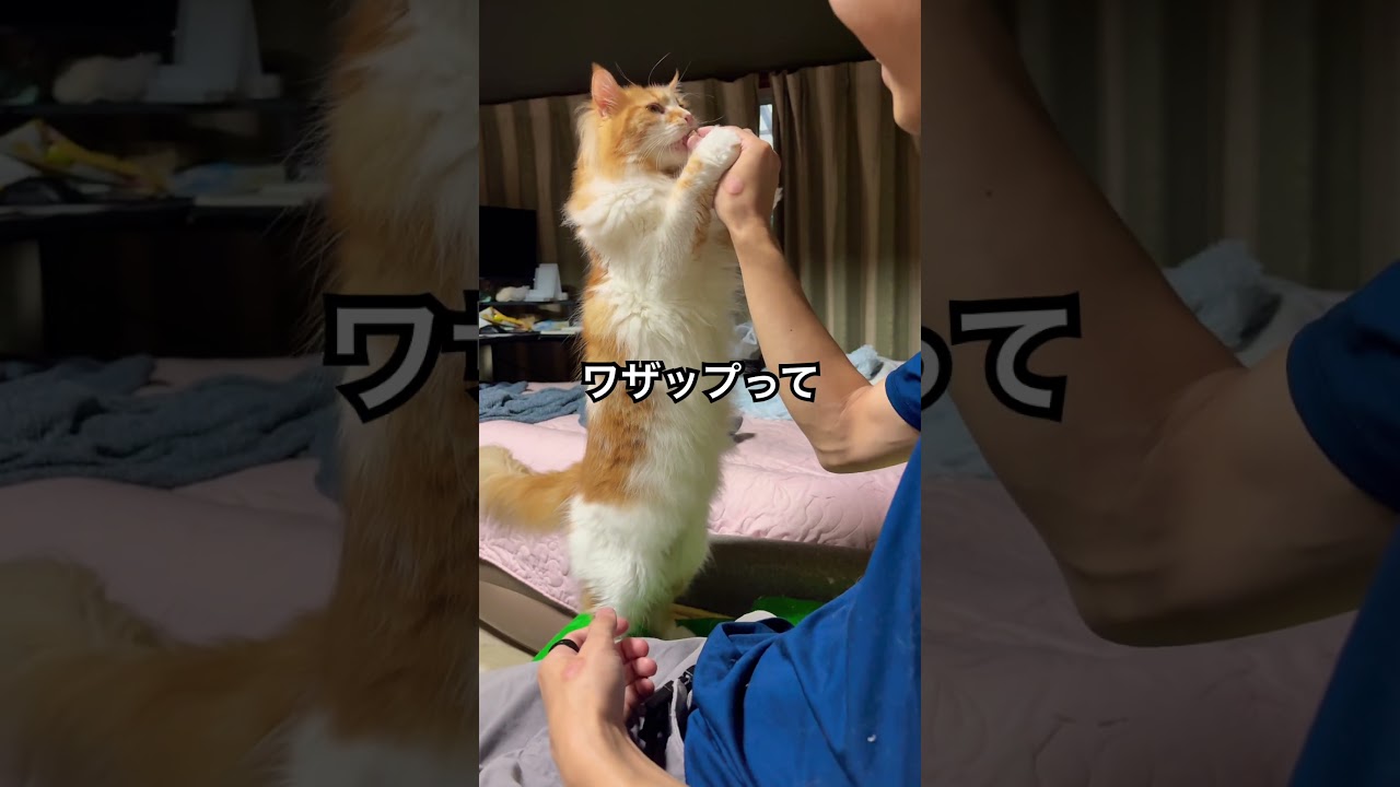 伸びる猫たち　#cat #ノルウェージャンフォレストキャット #メインクーン