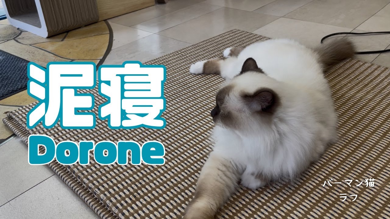 バーマン猫ラフとガブ【泥寝】Dorone（バーマン猫）Birman/Cat