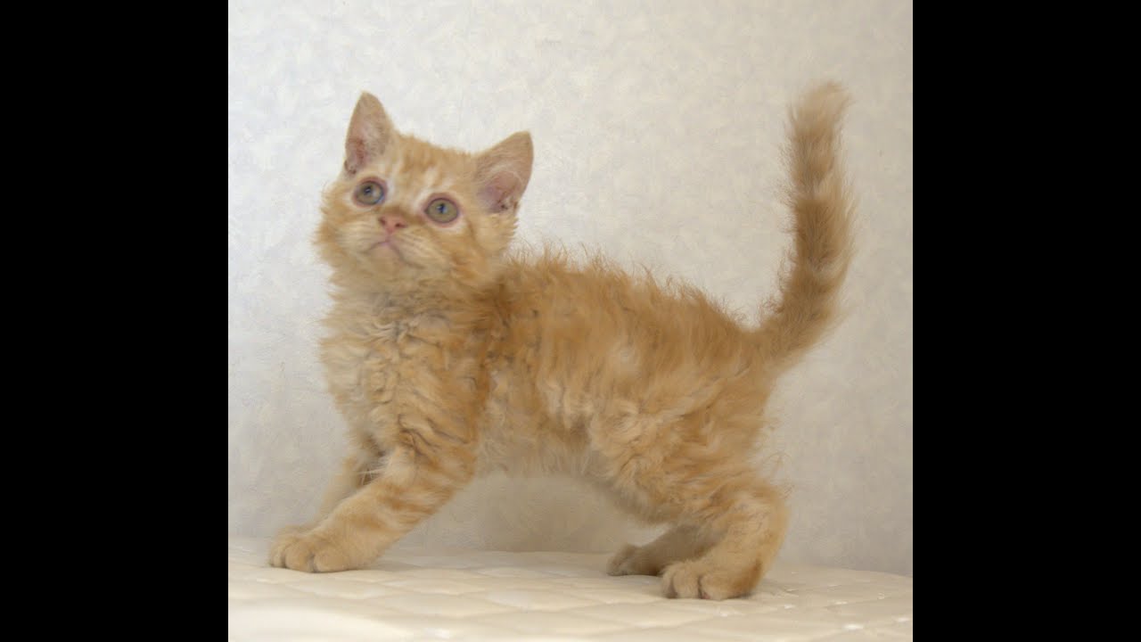 セルカークレックス子猫　Selkirk Rex　2025.5.28産まれ　レッドタビー　巻き毛　セミロング　男の子　シーダキャット猫のお店