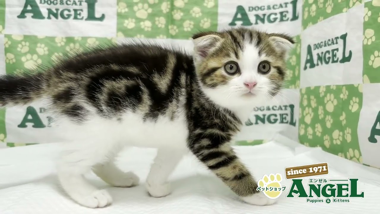 スコティッシュフォールド 2508016 【ペットショップエンゼル　子犬・子猫販売】