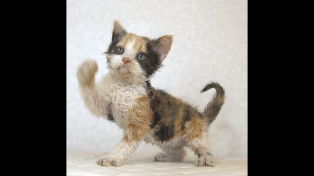 セルカークレックス子猫　Selkirk Rex　2025.5.28産まれ　キャリコ　三毛猫　巻き毛　女の子　シーダキャット猫のお店