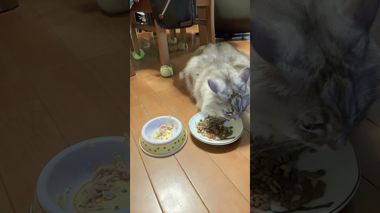 Love like this#cat #ねこ好きさんと繋がりたい