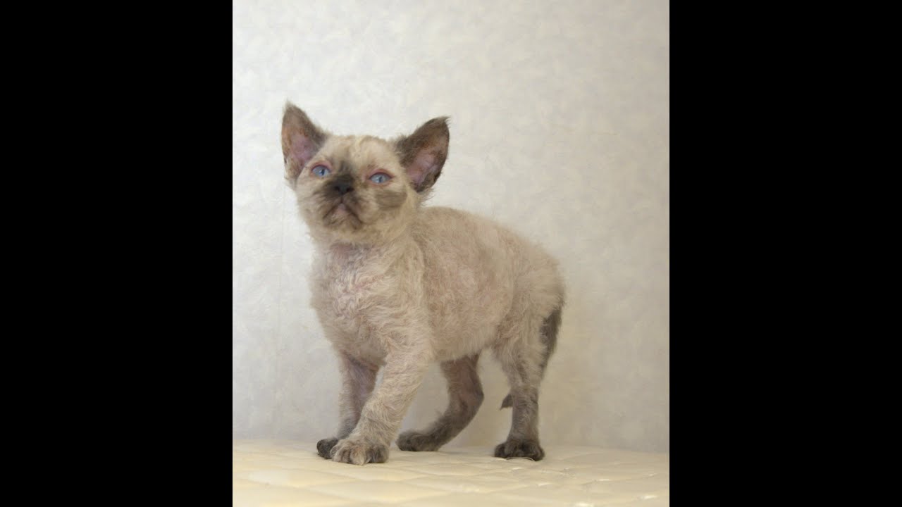 セルカークレックス子猫　Selkirk Rex　2025.5.28産まれ　シールポイント　巻き毛　女の子　シーダキャット猫のお店