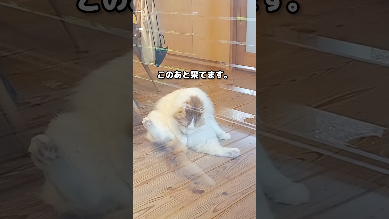 隠し撮りしてたら... #メインクーン #猫 #猫のいる暮らし#cat #mainecoon #catlover​  #catshorts​ #cute​ #cutecat​ #fyp​