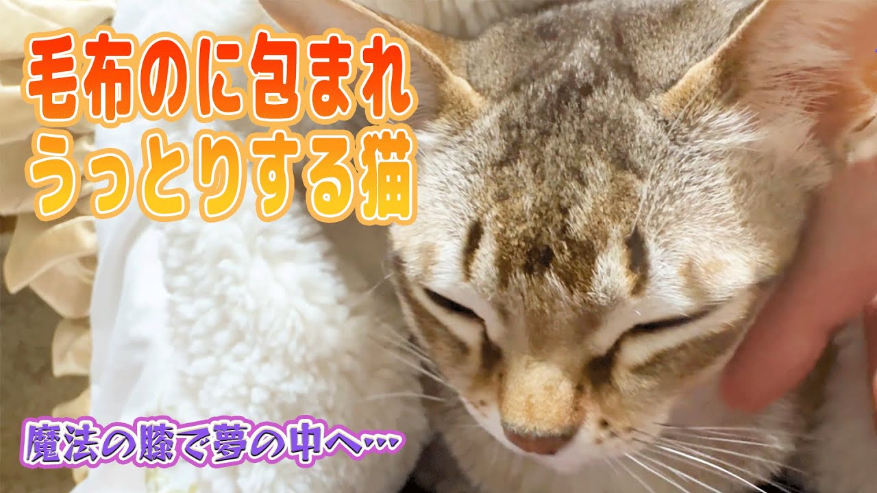【シンガプーラ】毛布に包まれてうっとりする猫🐾魔法の膝で夢の中へ…セラ社長