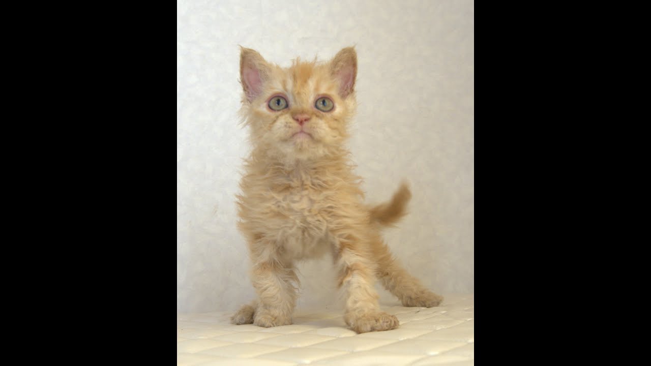 セルカークレックス子猫　Selkirk Rex　2025.5.28産まれ　レッドタビー　巻き毛　セミロング　男の子　シーダキャット猫のお店
