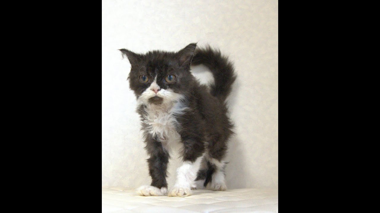 セルカークレックス子猫　Selkirk Rex　2025.4.12産まれ　ブラック＆ホワイト　巻き毛　女の子　シーダキャット猫のお店