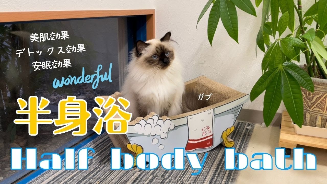 バーマン猫とお風呂型爪とぎ【半身浴】Half body bath（バーマン猫）Birman/Cat