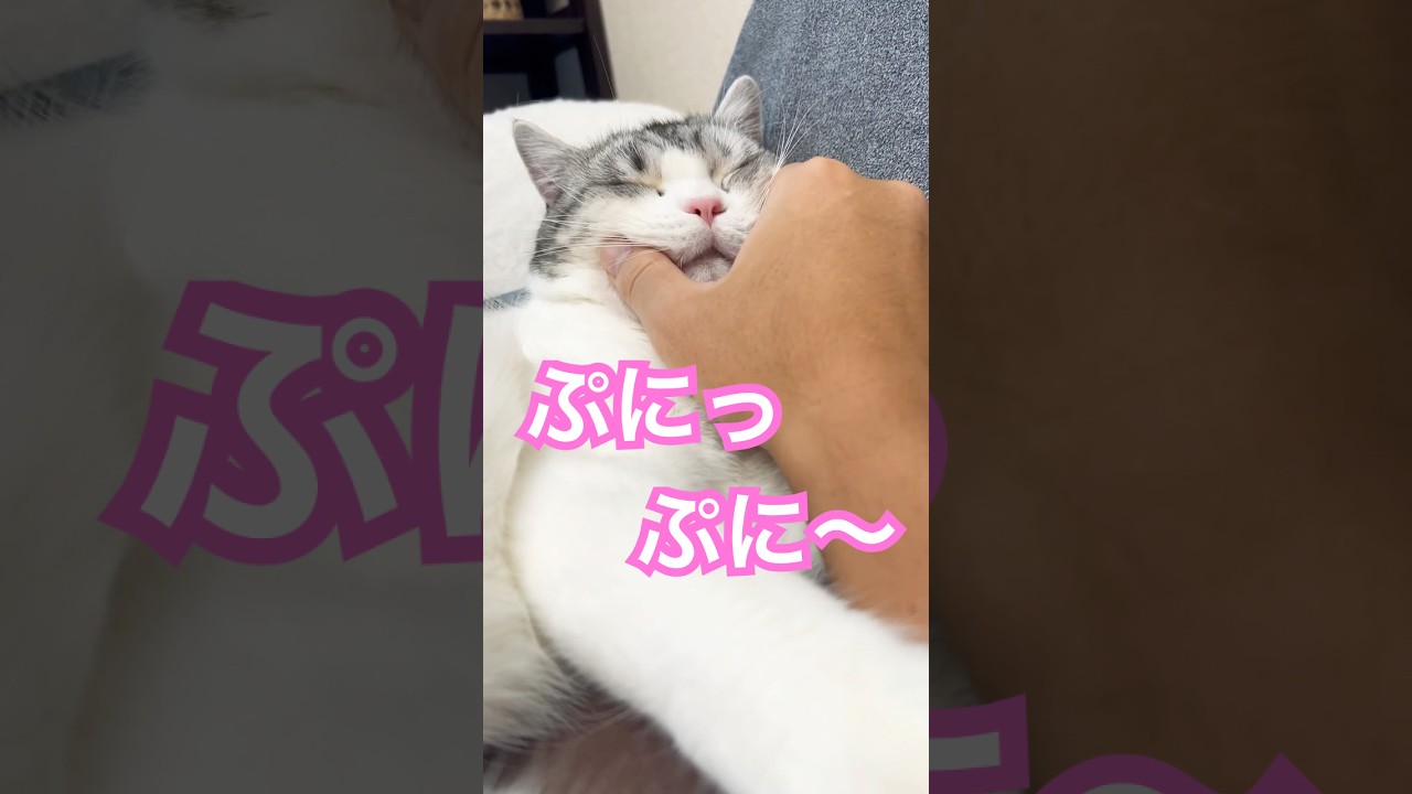 ぷにっぷにーってされる愛猫が可愛い #ショート #shorts #スコティッシュフォールド #猫 #ねこ #ネコ #子猫 #こねこ #可愛い #かわいい #cat #kitten #cutecat