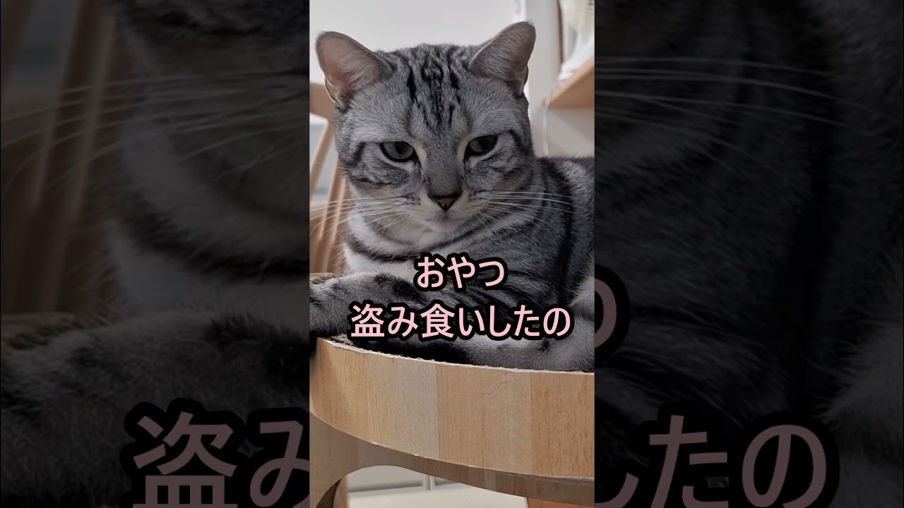 ｢#アメショ の男の子 キリアンの日常 ばればれだよ｣#shorts  #アメリカンショートヘアー #ねこ #cats #猫 #猫のいる暮らし