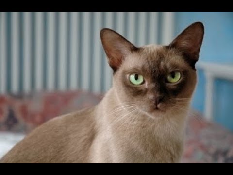 猫 ネコ画像 世界の猫！「バーミーズ」(Cute Funny Crazy Cats Compilation)