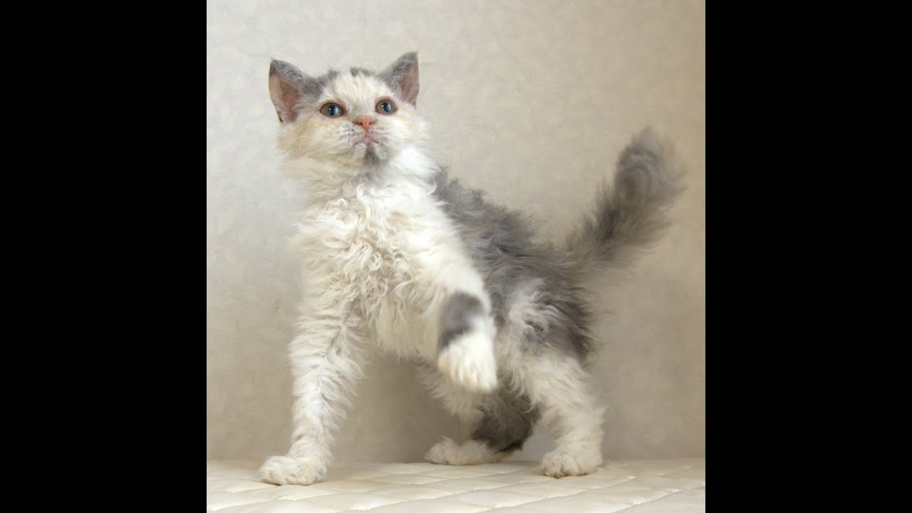 セルカークレックス子猫　Selkirk Rex　2025.4.12産まれ　ダイリュートキャリコ　巻き毛　女の子　シーダキャット猫のお店