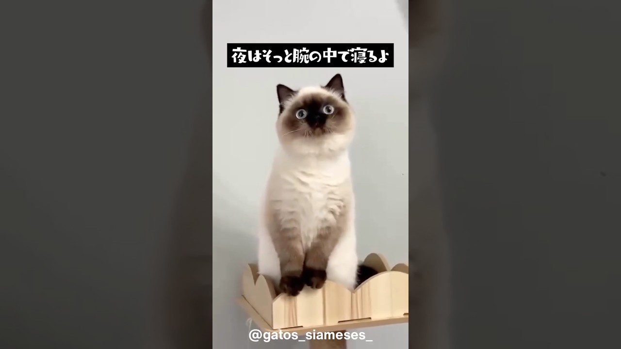 【靴下猫】シャム猫の可愛さがわかる1分解説 #動物 #animals #雑学 #shorts